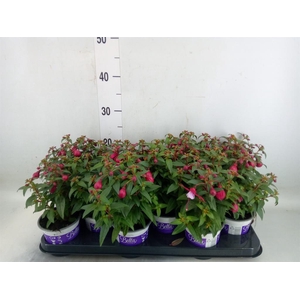 Fuchsia  'Bella Fuchsia Soila'