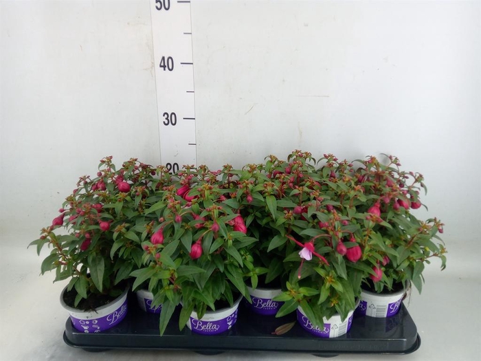 <h4>Fuchsia  'Bella Fuchsia Soila'</h4>