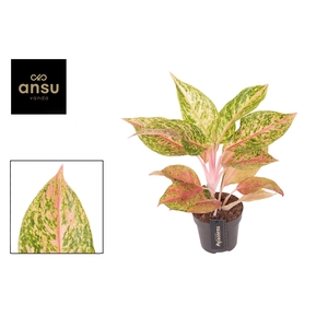 Aglaonema Pomegranate Tea