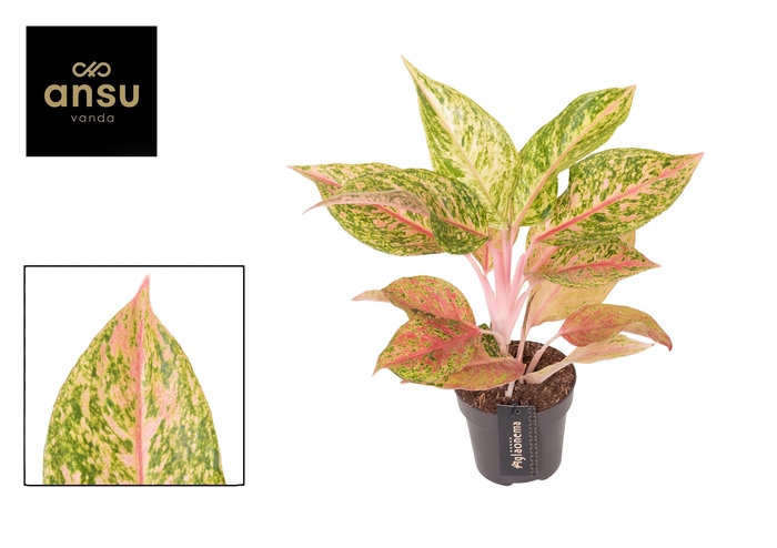 <h4>Aglaonema Pomegranate Tea</h4>