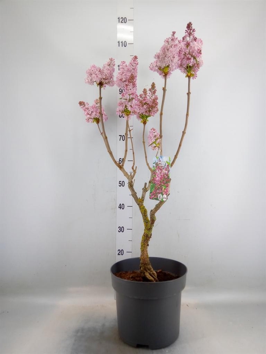 <h4>Syringa vulg.</h4>