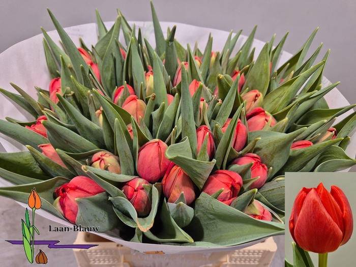 <h4>TU DU OLD FAITHFUL</h4>