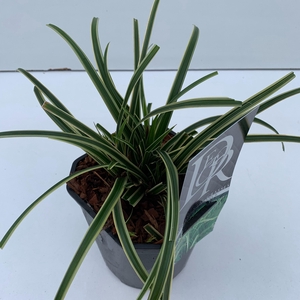 Graminées Carex 'Ice Dance'