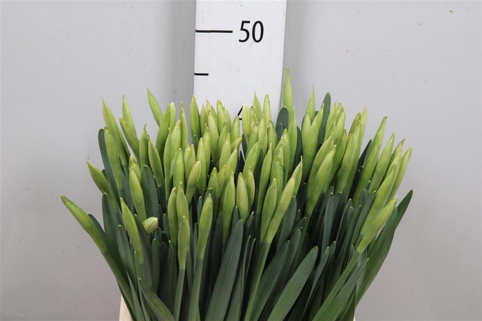 <h4>Narc G Wedding Bell</h4>