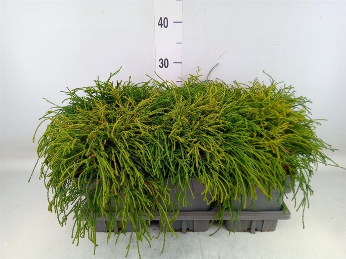 <h4>Juniperus procumbens 'Nana'</h4>