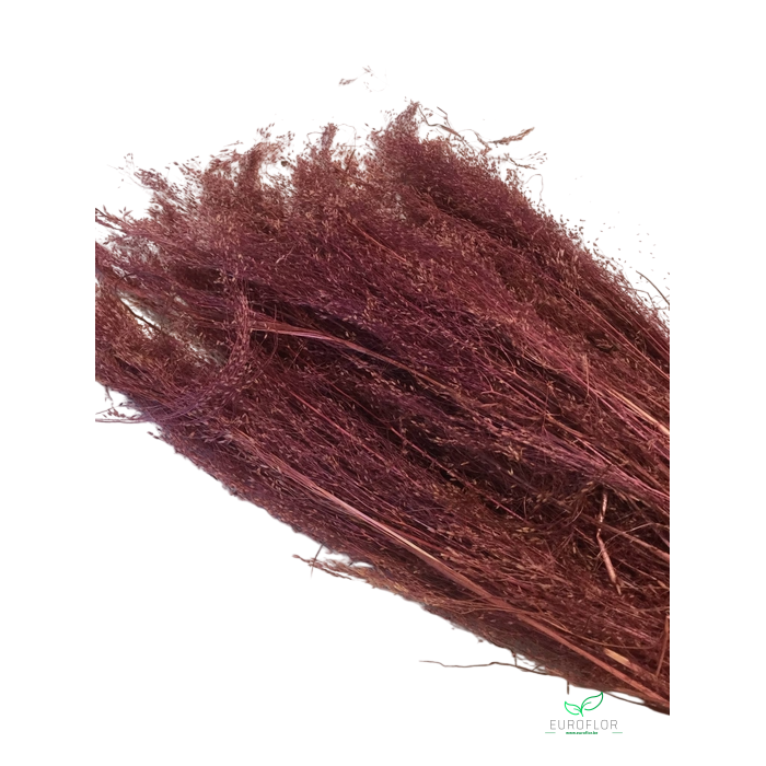 <h4>DRIED FLOWERS - AGROSTIS PULCHELLA BORDEAUX 50GR</h4>