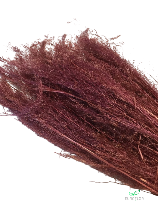 DRIED FLOWERS - AGROSTIS PULCHELLA BORDEAUX 50GR