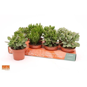 Crassula Mixed 12Ø 15cm