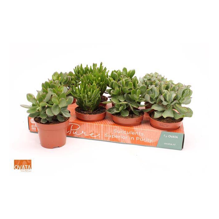 <h4>Crassula Mixed 12Ø 15cm</h4>