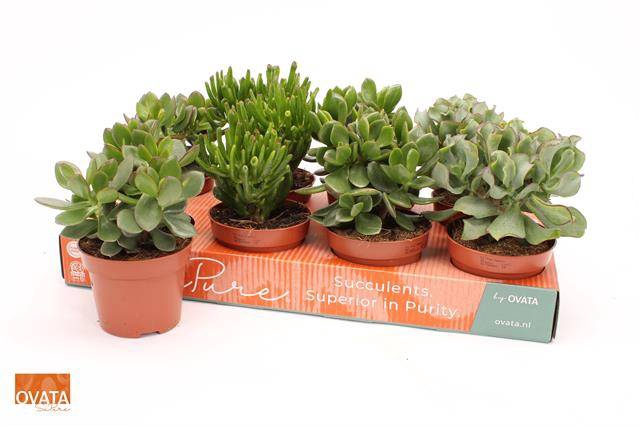 Crassula Mixed 12Ø 15cm