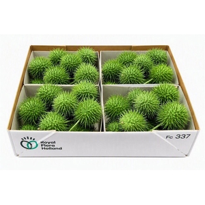 Sier Cucumis Egel X4 Holl