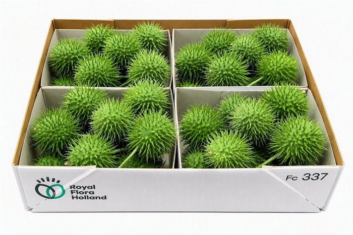 <h4>Sier Cucumis Egel X4 Holl</h4>