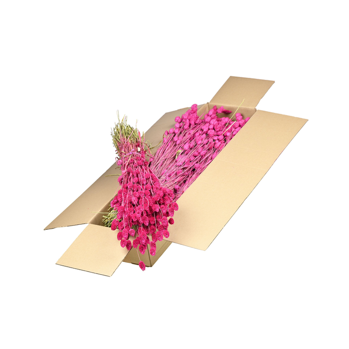 <h4>Phalaris Sb Cerise</h4>