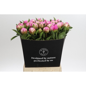 Paeonia Dr A Fleming
