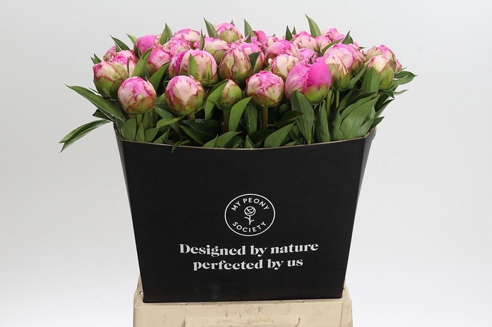 <h4>Paeonia Dr Alexander Fleming</h4>