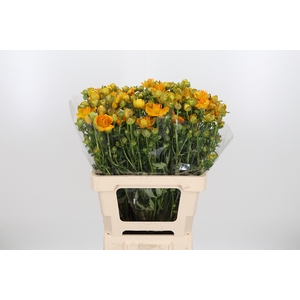Trollius Overig