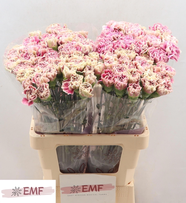 <h4>DI ST ANTIGUA</h4>