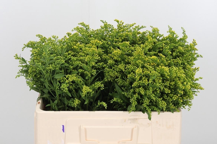 <h4>Soli Carzan Glory</h4>