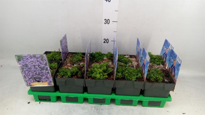 <h4>Campanula cochl.</h4>