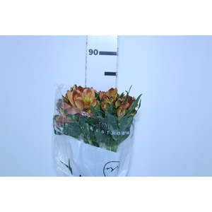 ALSTROEMERIA CHEERIO 080 CM