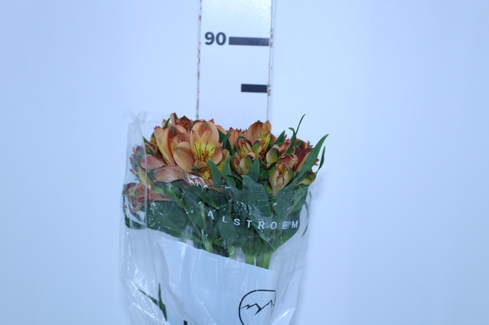 ALSTROEMERIA CHEERIO 080 CM