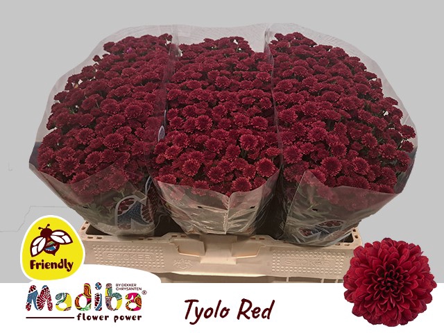 CHR S MAD TYOLO RED