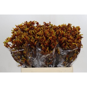 Anigozanthos Gold Fever