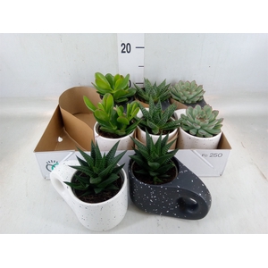 Succulents   ...
