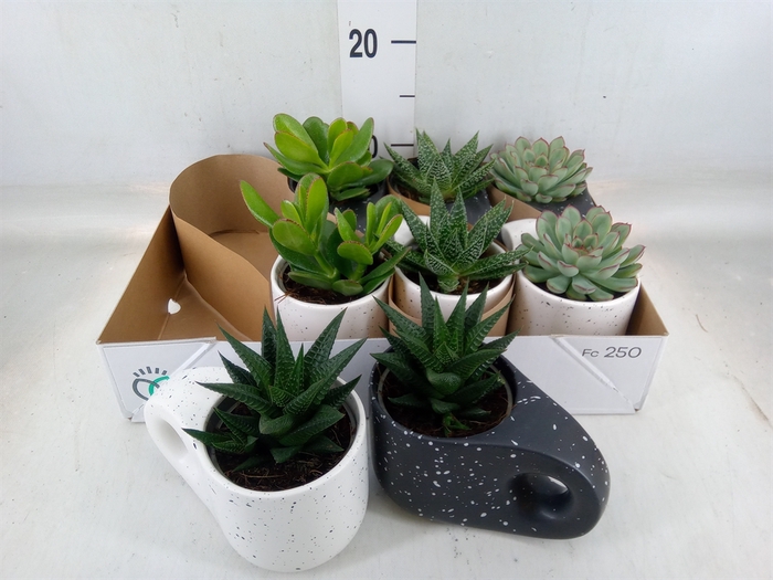 <h4>Succulents   ...</h4>