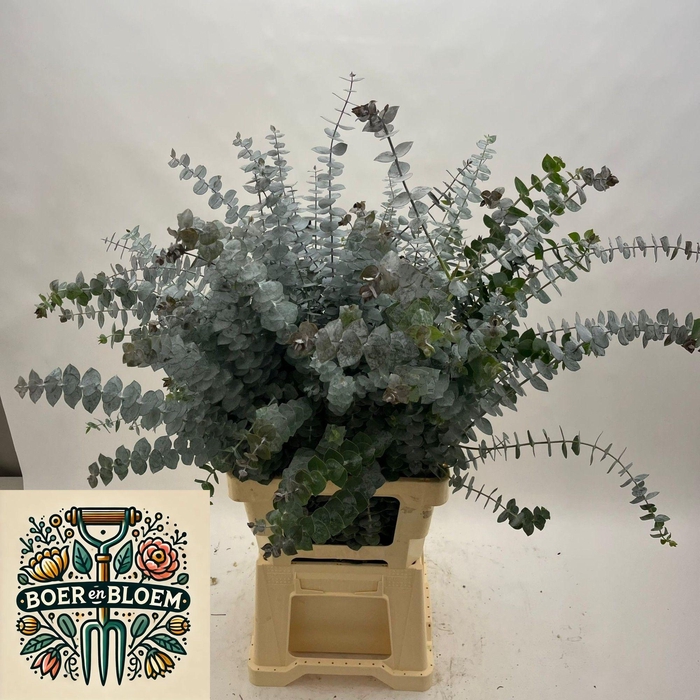 <h4>EUC BABY BLUE P BS</h4>