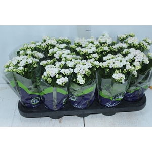 KALANCHOE DOBRADO P11 BRANCO