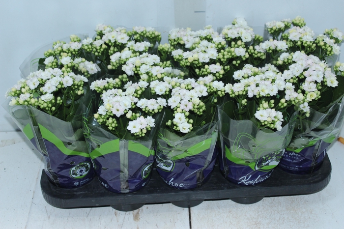 <h4>KALANCHOE DOBRADO P11 BRANCO</h4>