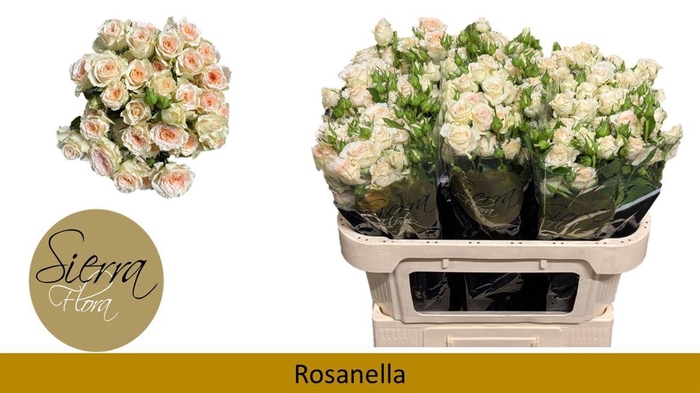 <h4>R Tr Rosanella</h4>