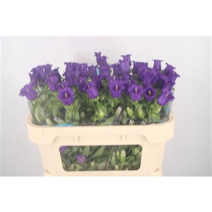 Campanula Med Champ Blue