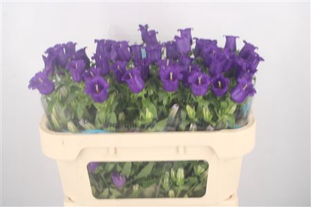 <h4>Campanula Med Champ Blue</h4>