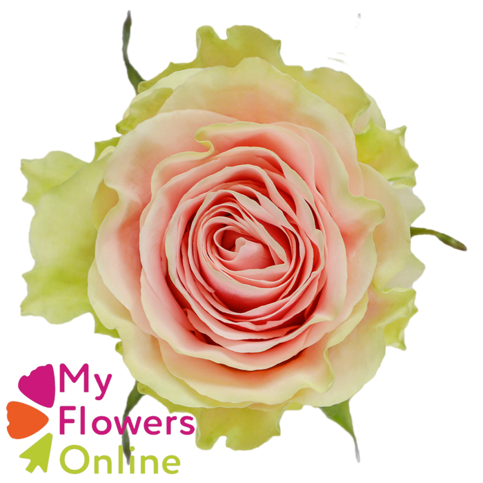 <h4>R Gr Frutteto Bicolor 50cm EC</h4>