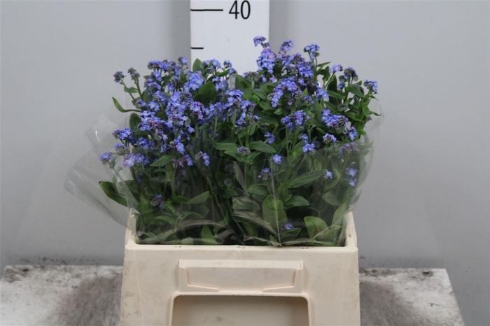 <h4>Myos Al Blue Memory</h4>