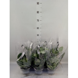 Scindapsus pictus 'Argyraeus'