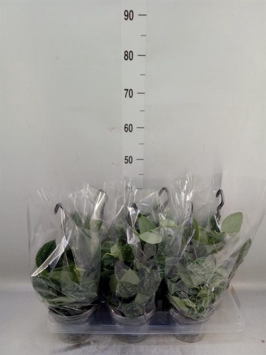 <h4>Scindapsus pictus 'Argyraeus'</h4>