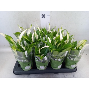 Spathiphyllum  'Pearl Cupido'