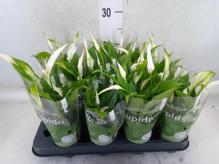 <h4>Spathiphyllum  'Pearl Cupido'</h4>