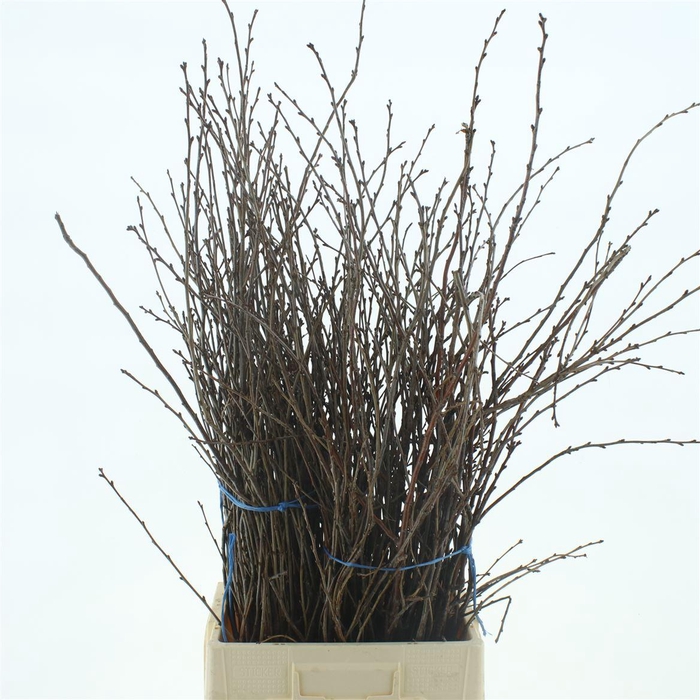 <h4>Kersenbloesem P Bos</h4>