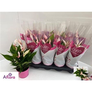 Anthurium Lilli