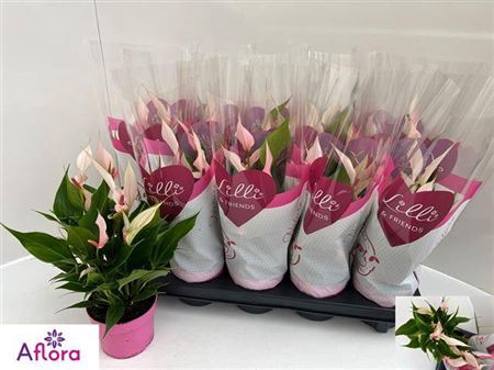 <h4>Anthurium Lilli</h4>