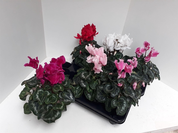 <h4>Cyclamen GR 'Halios Curly'</h4>