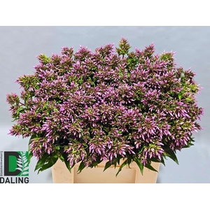 Phlox P Bri Eyes