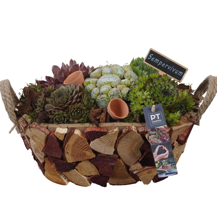 <h4>PTS7421 Arrangement Sempervivum in houten pot</h4>