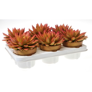 Echeveria  'Miranda'