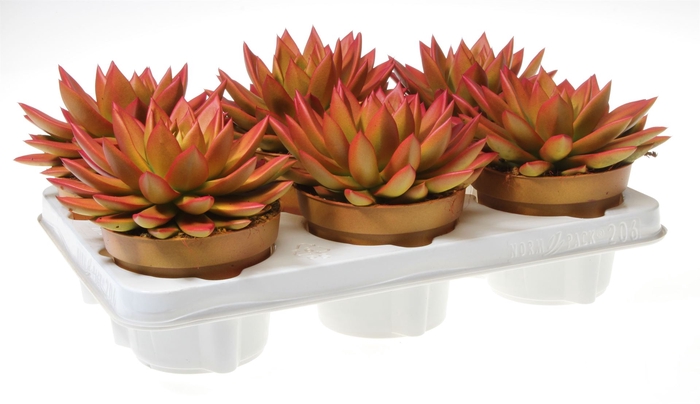 <h4>Echeveria  'Miranda'</h4>
