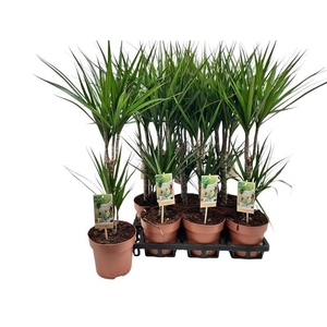 DRA MARGINATA